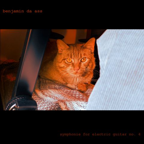 a comfy cat in diffused orange light stares at the camera